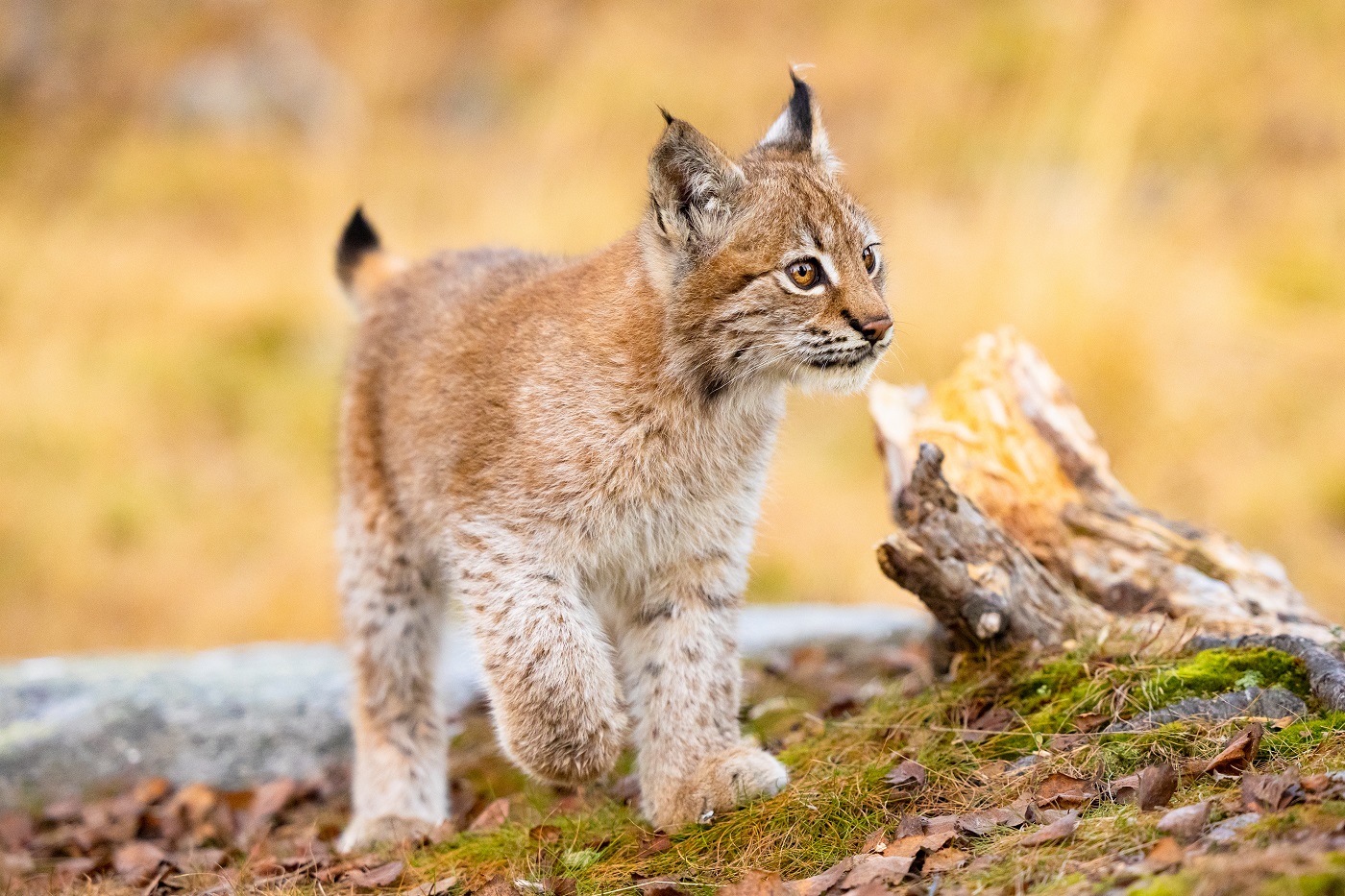 close-up de uma cria de lince eurasiático