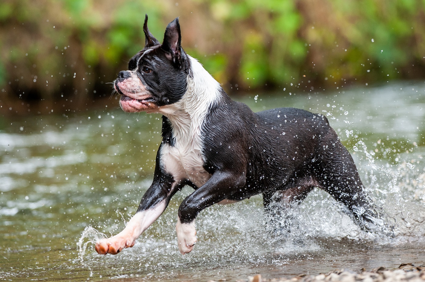 buldogue continental a brincar na água