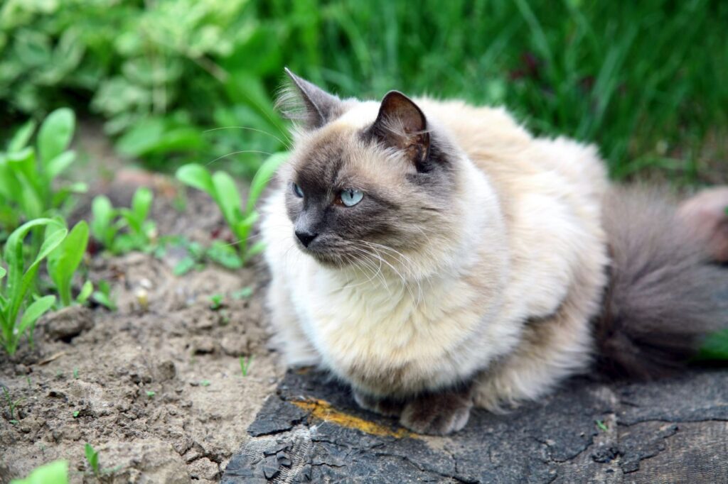 gato balinês na natureza