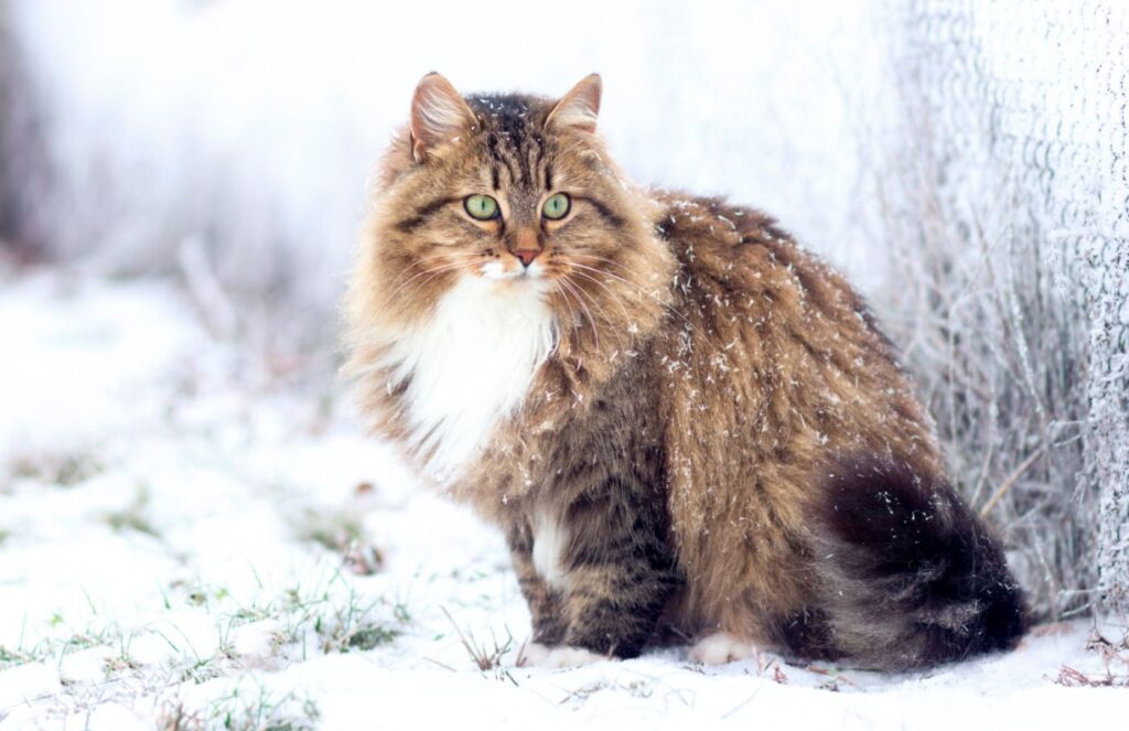 gato siberiano na neve