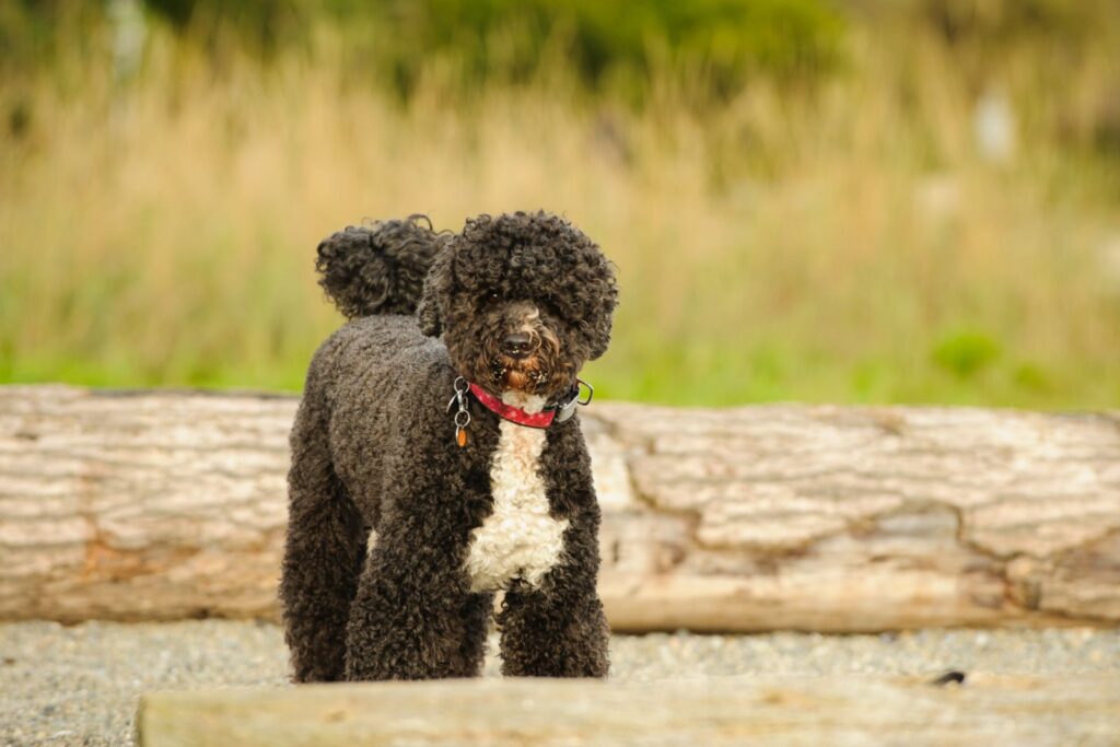 cão de água português preto com coleira