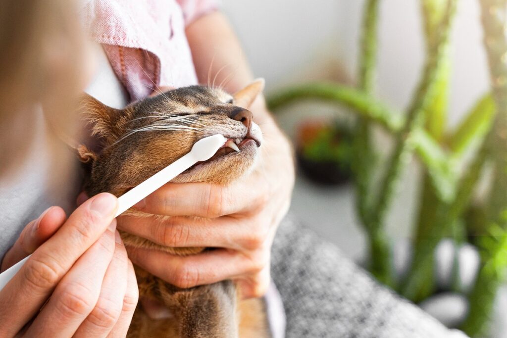 Como Treinar Gato: Dicas Práticas e Eficazes para Adestramento