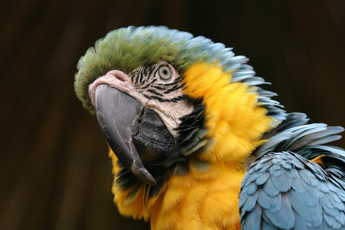 close up da cara de uma arara-canindé