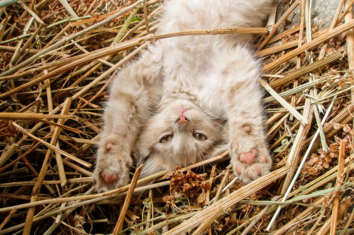 gatinho deitado de costas na palha, com as patas da frente esticadas