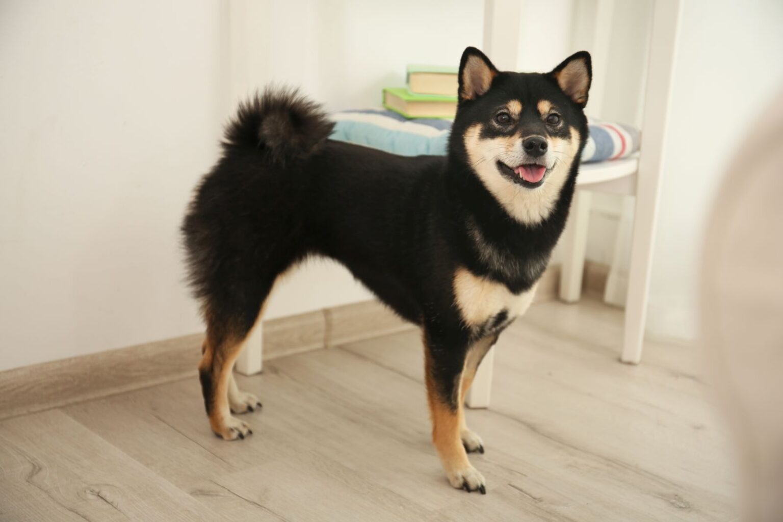 jovem shiba inu de pelo preto