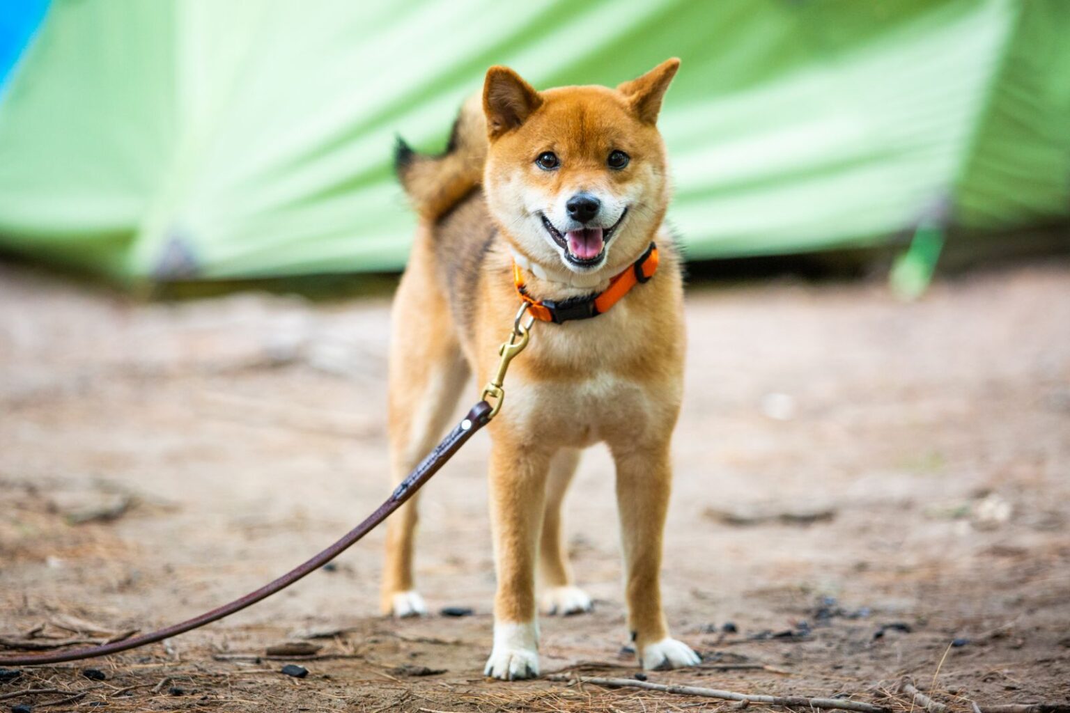 shiba inu com trela perto de tenda verde