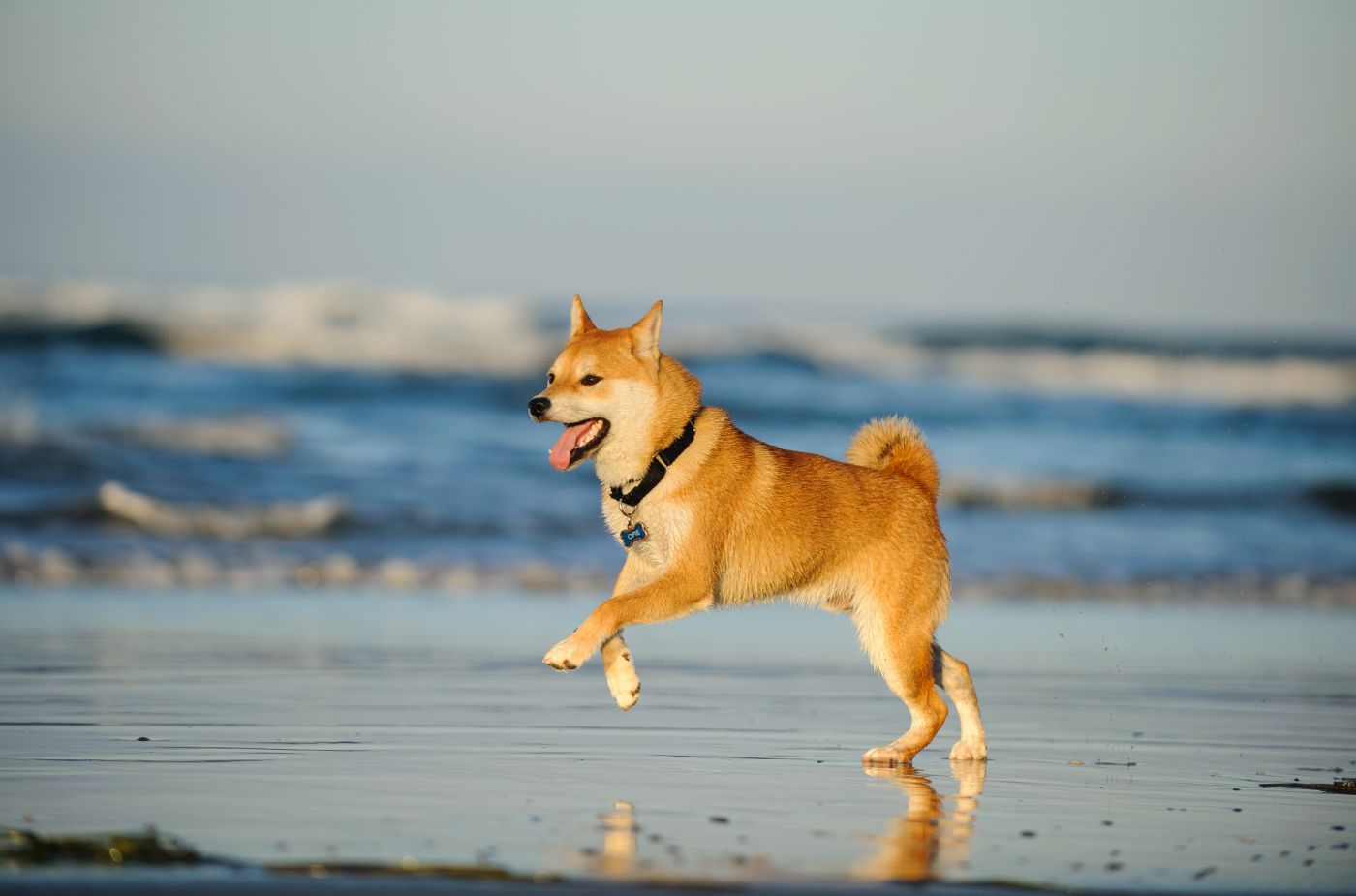 shiba inu a correr na praia