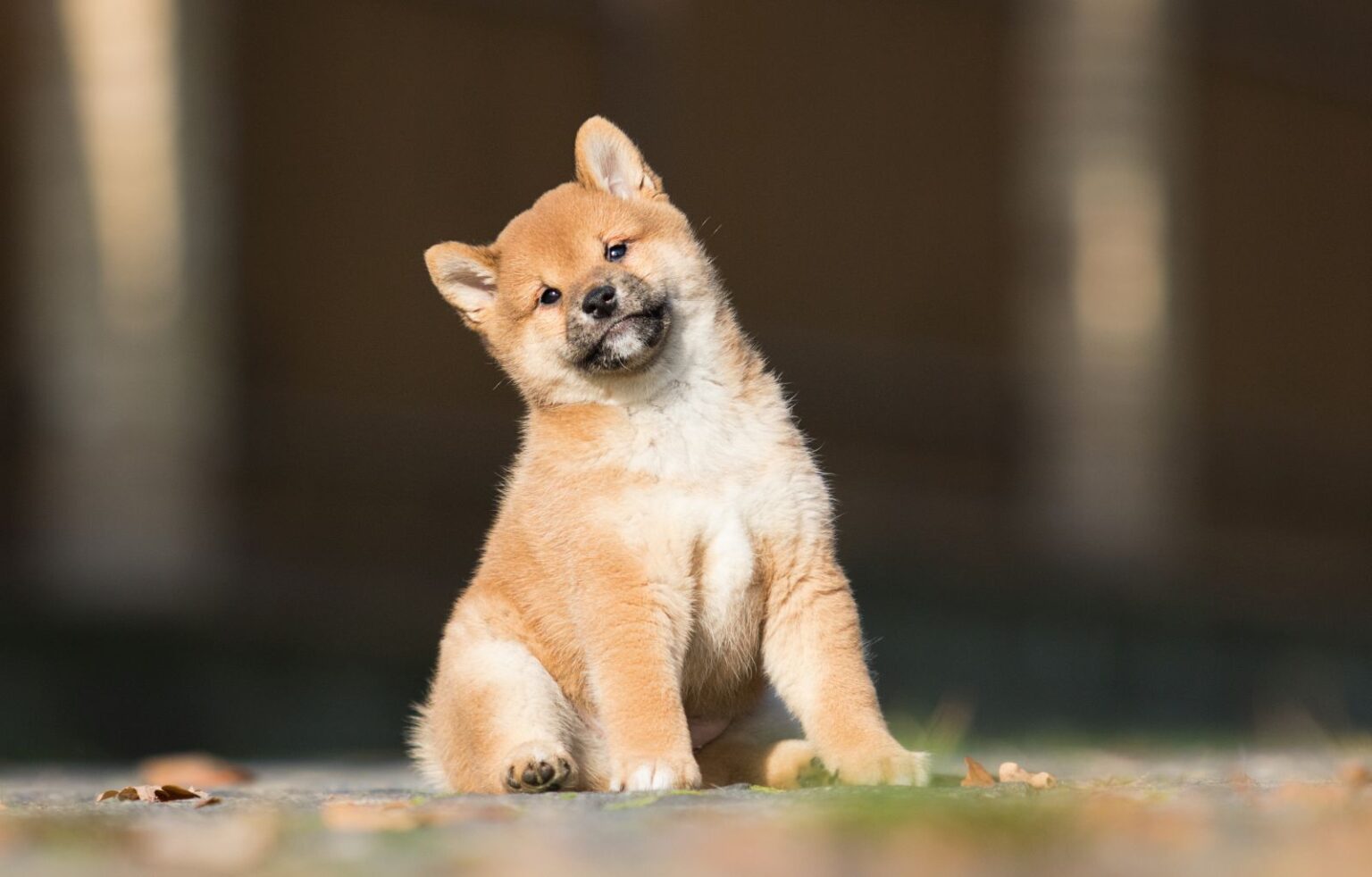 cachorro shiba inu com a cabeça de lado