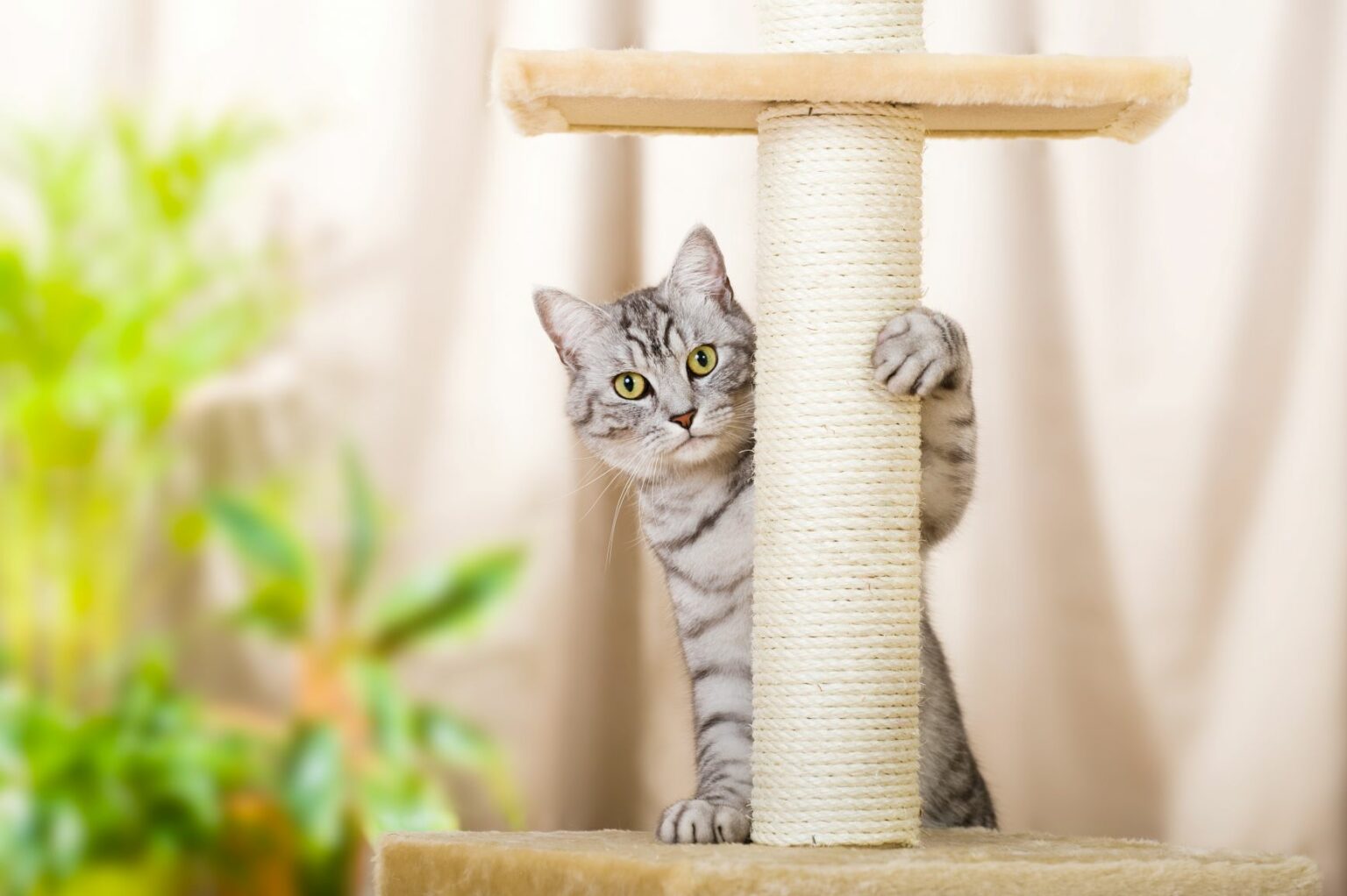 gato em cima de arranhador para gatos