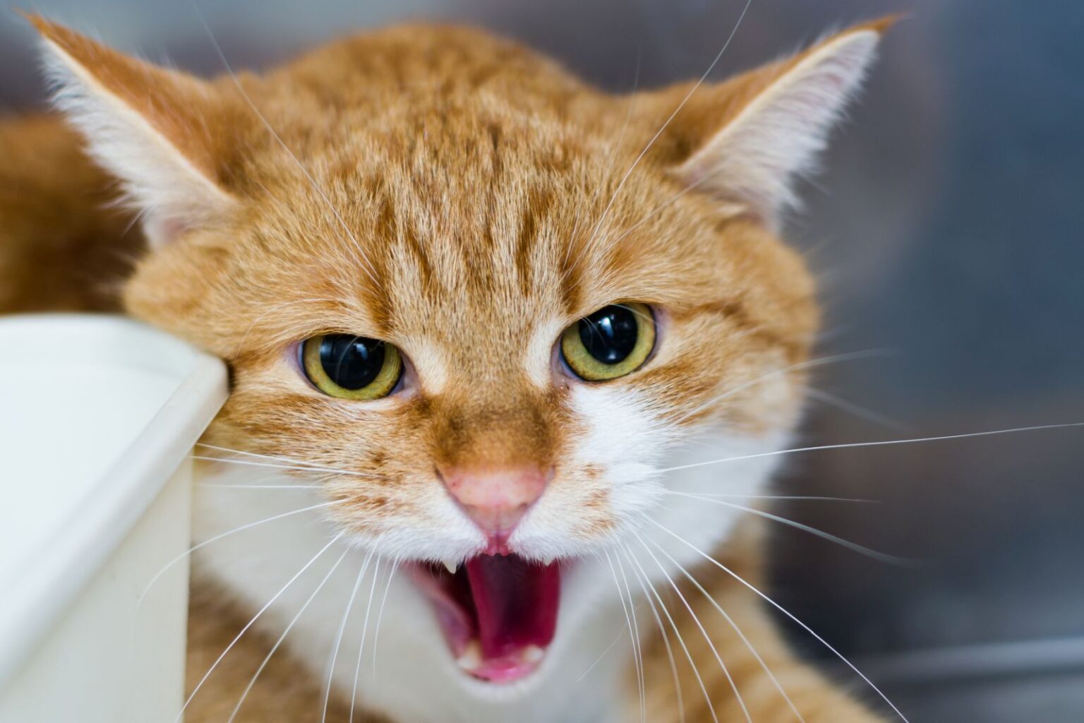 gato com expressão agressiva