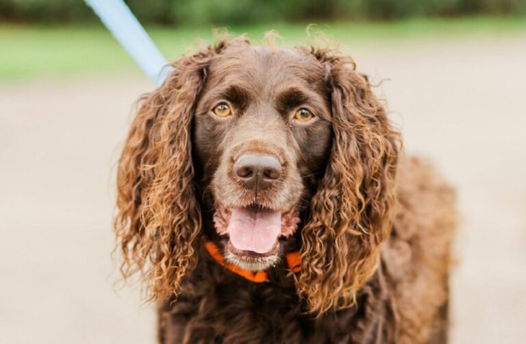 boykin spaniel com a língua de fora