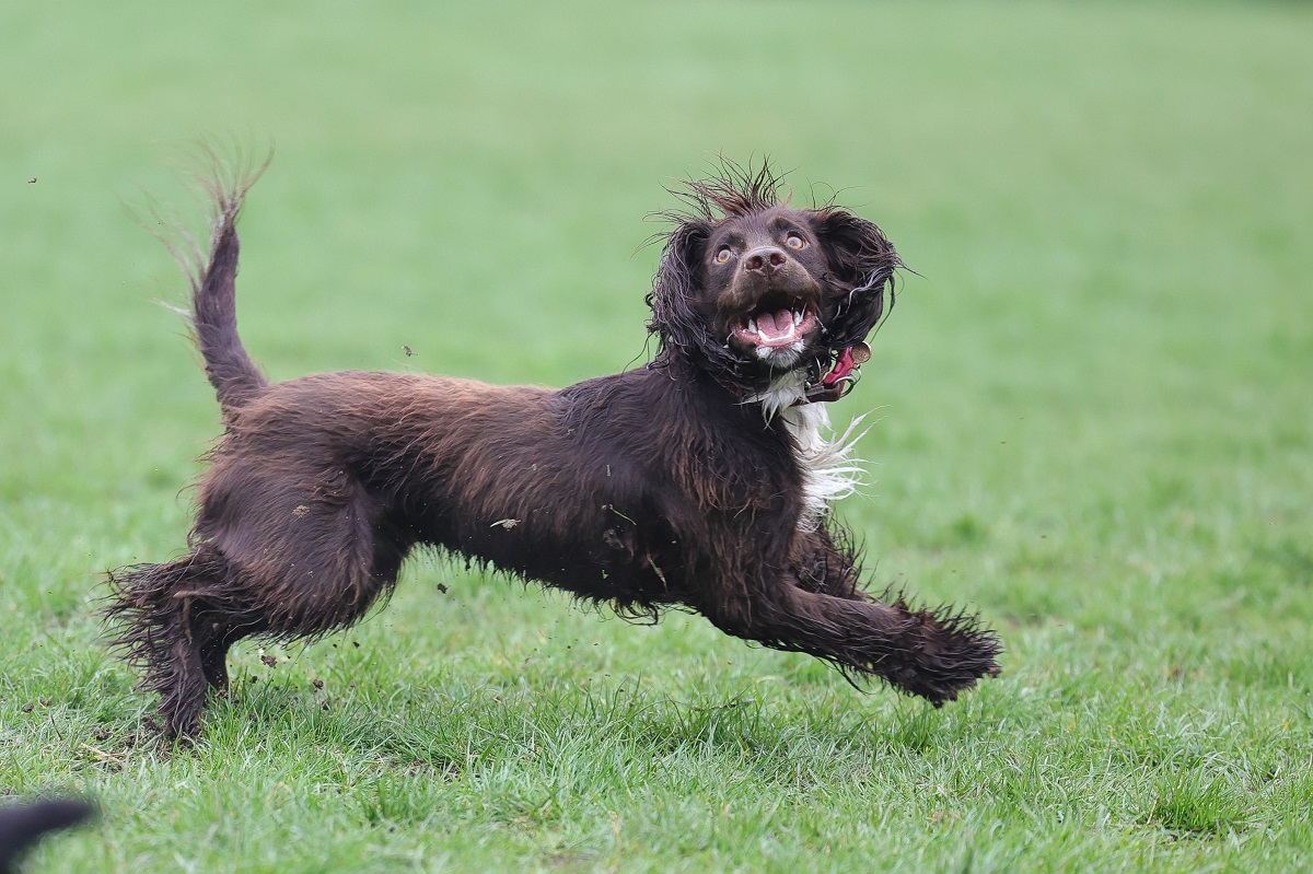 boykin spaniel a correr na relva