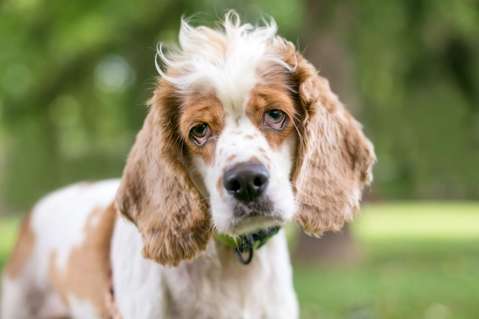 cão cocker spaniel com ectrópio