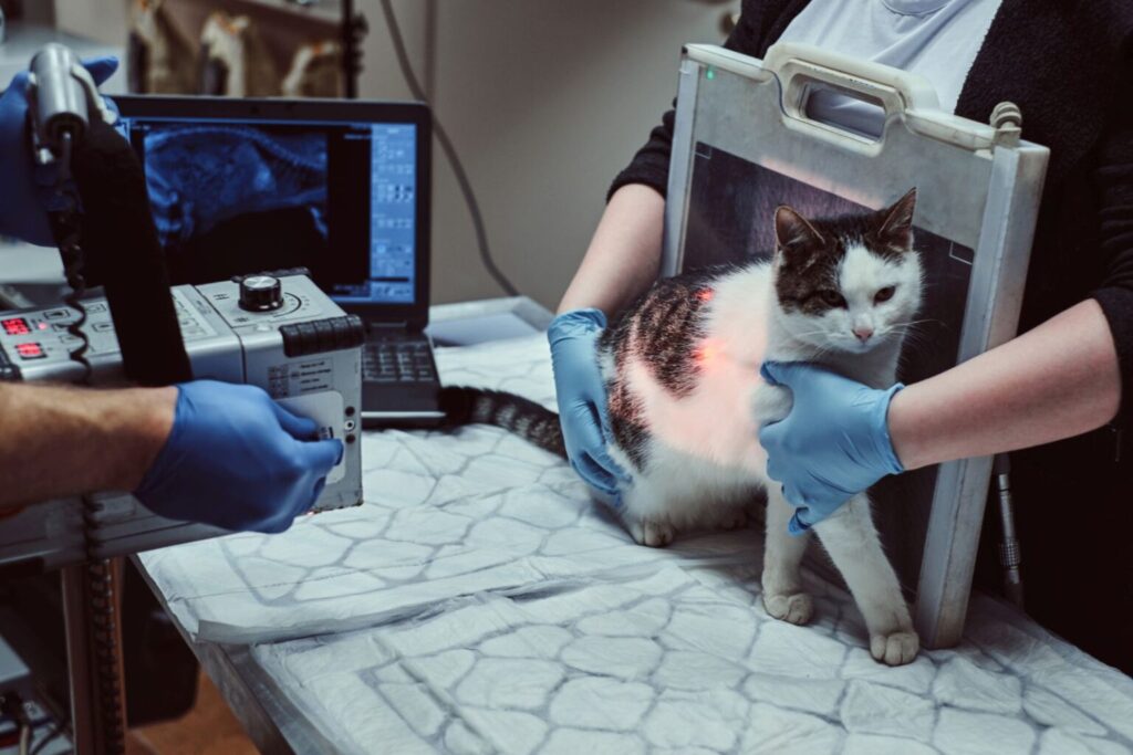gato a fazer radiografia, segurado por veterinário