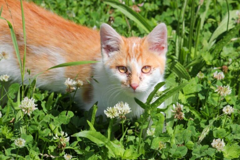 gato branco e bege no meio de ervas