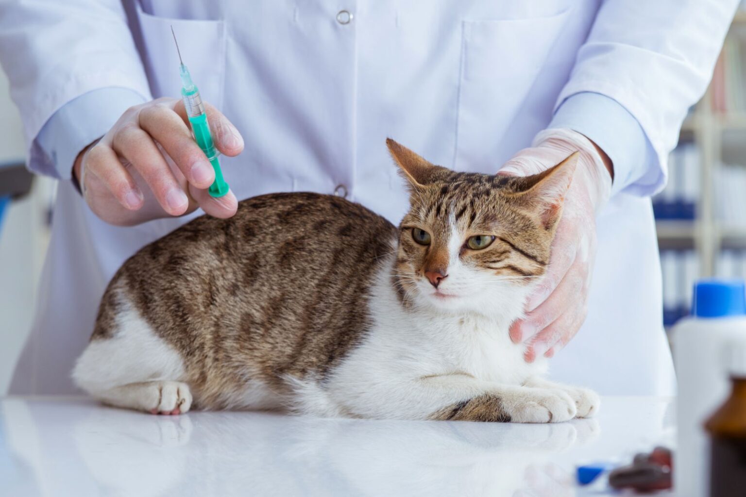 gato no veterinário para levar vacina