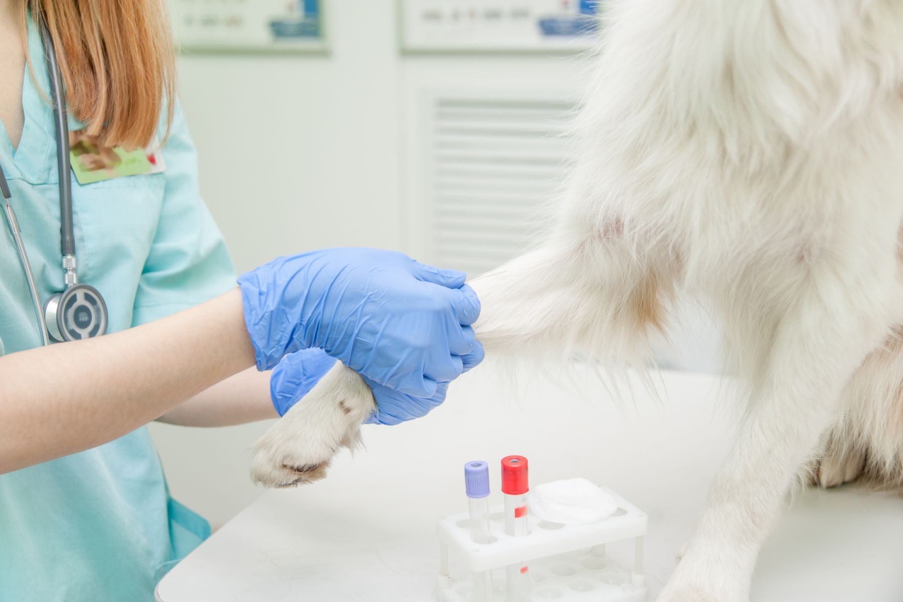 veterinário a tirar sangue a cão branco