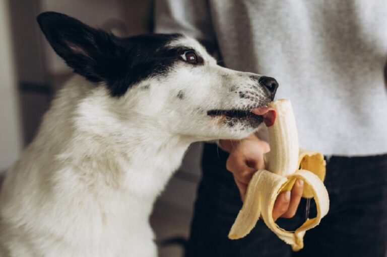 cão branco e preto a comer banana da mão do dono