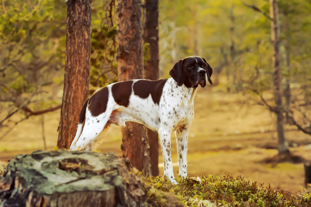 pointer branco com manchas pretas no campo