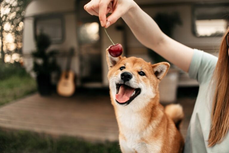 cão de boca aberta com cereja à frente