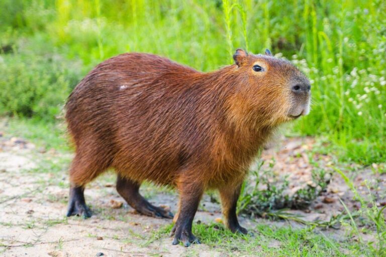 uma capivara na natureza