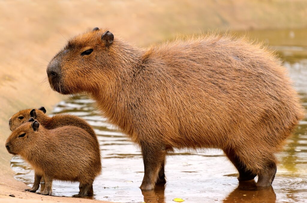 capivara adulta junta de duas capivaras bebés