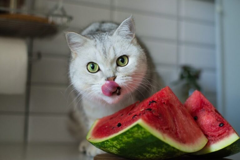 gato branco com língua de fora com bocado de melancia à frente