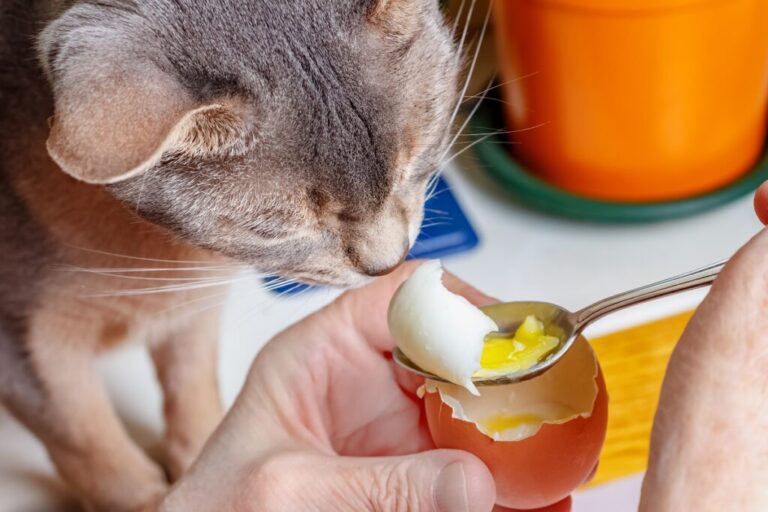 gato a cheirar ovo que dona lhe dá com colher