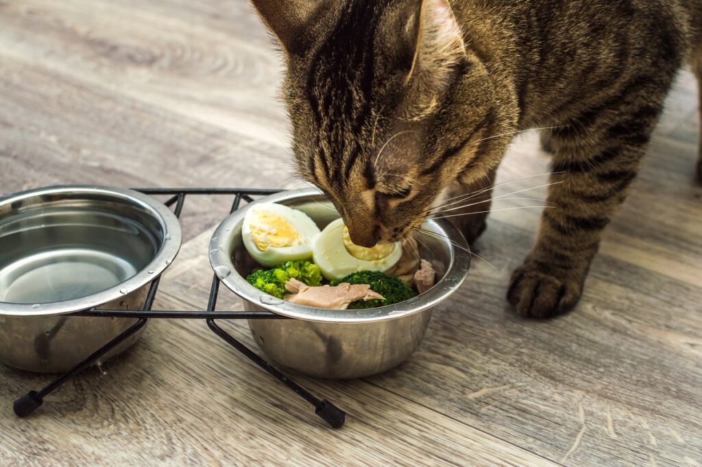 gato a cheirar comedouro com ovos cozidos