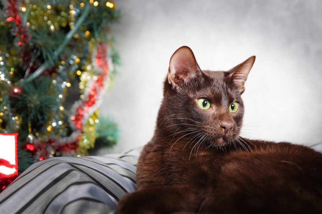 perfil de gato havana brown com árvore de natal no background