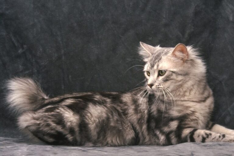 gato bobtail americano deitado