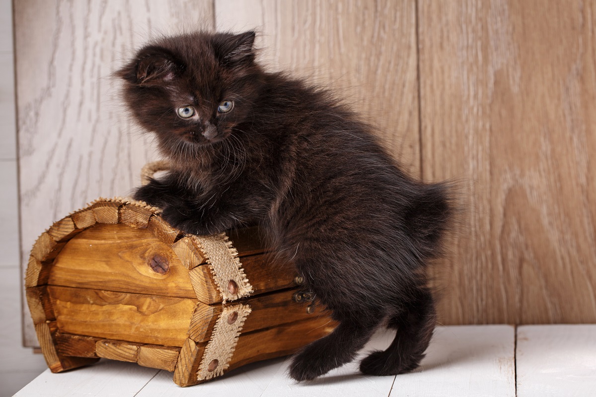 gatinho bobtail americano bebé com as patas por cima de baú