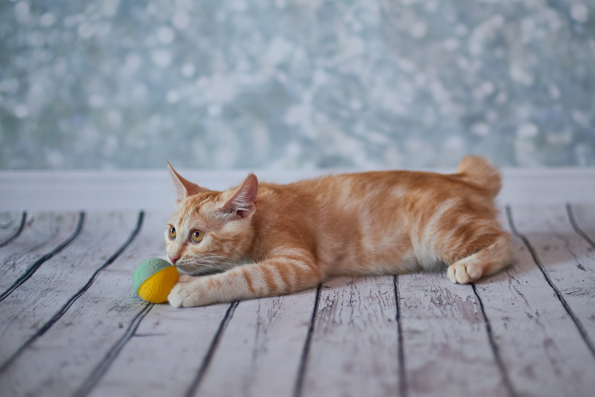 bobtail americano deitado com bola à frente do focinho