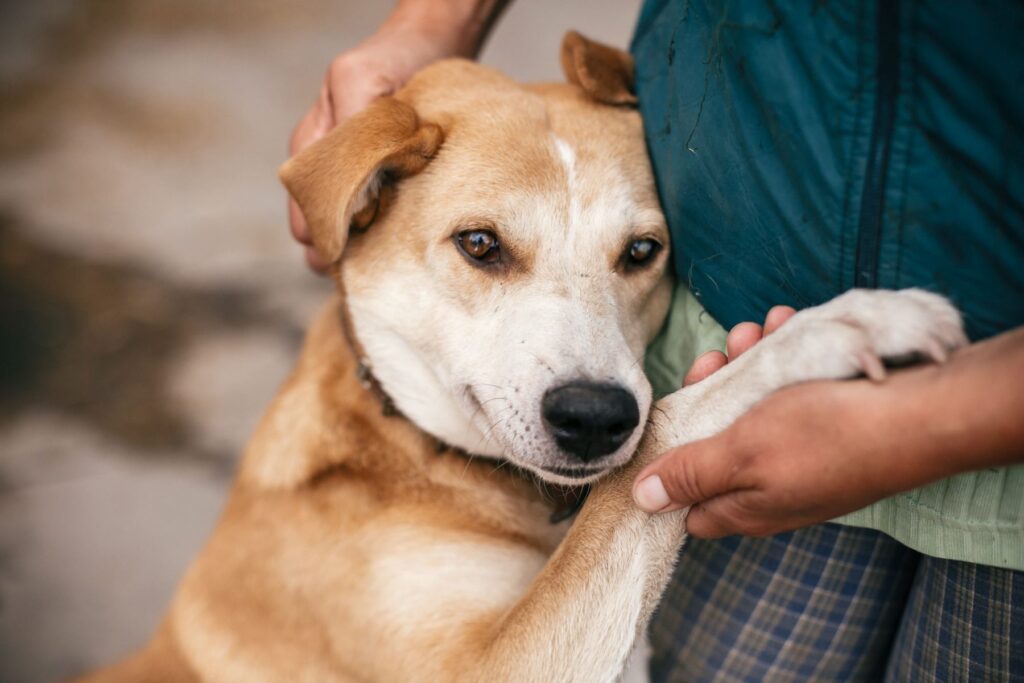 cão de pé a dar as patas dianteiras ao dono