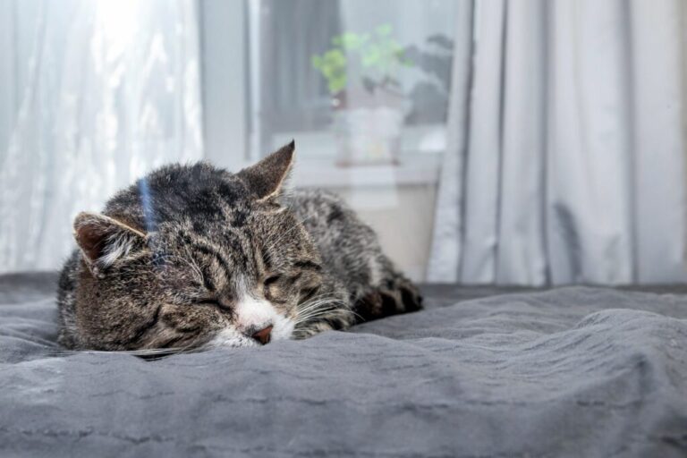 gato sénior deitado na cama