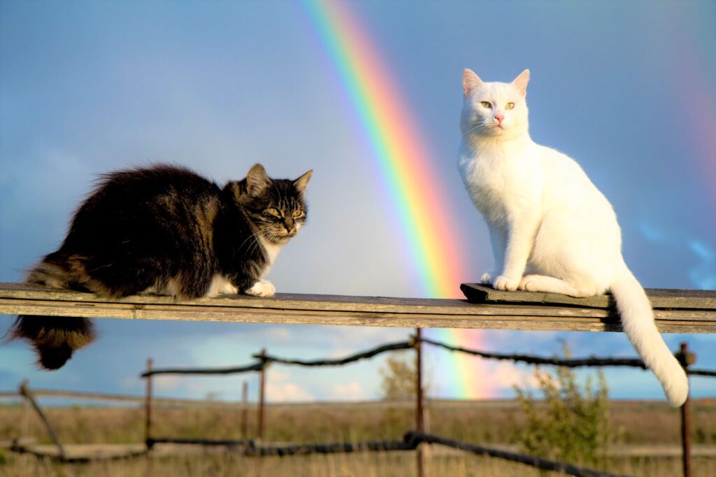 dois gatos em paisagem com arco íris por detrás