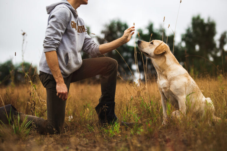 treino para controlar o instinto de caça dos cães_1