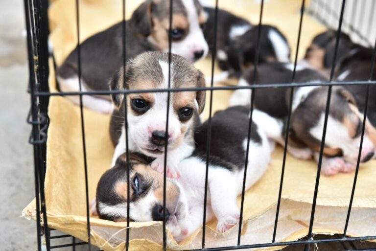 cachorros dentro de uma pequena jaula