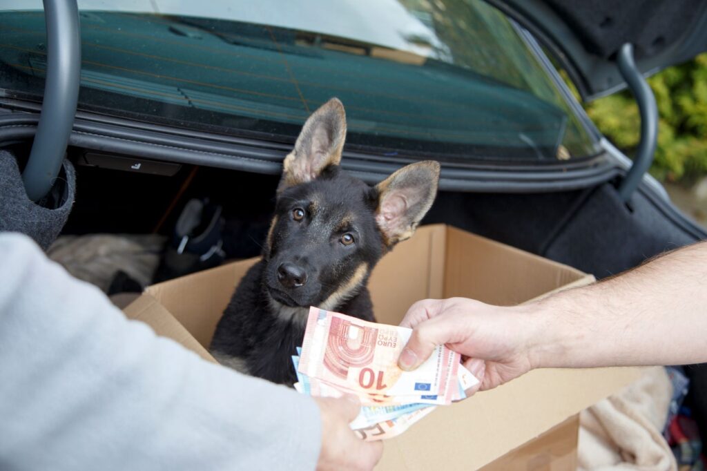 cão de venda ilegal dentro de porta-bagagens