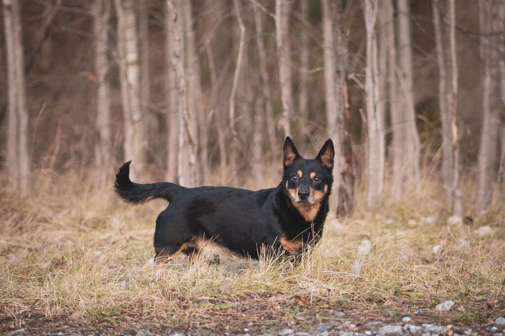 cão lancaster heeler na floresta