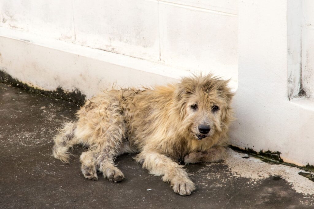 cão sujo deitado no chão