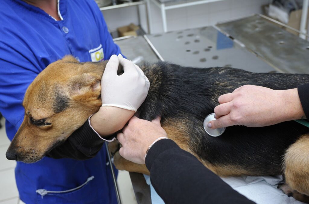 cão a ser auscultado por veterinário