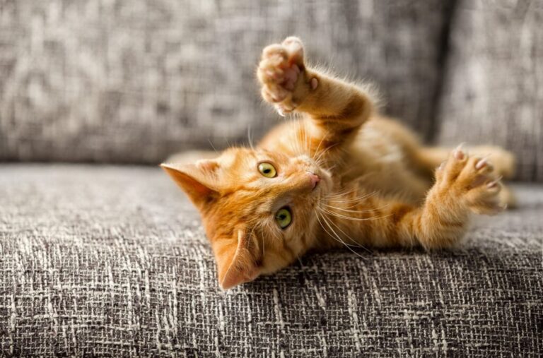 gato jovem deitado no sofá com unhas de fora