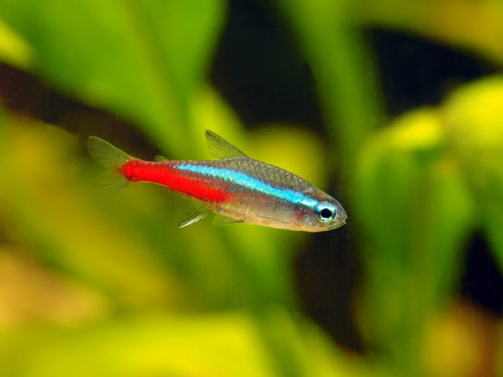 peixe tetra néon