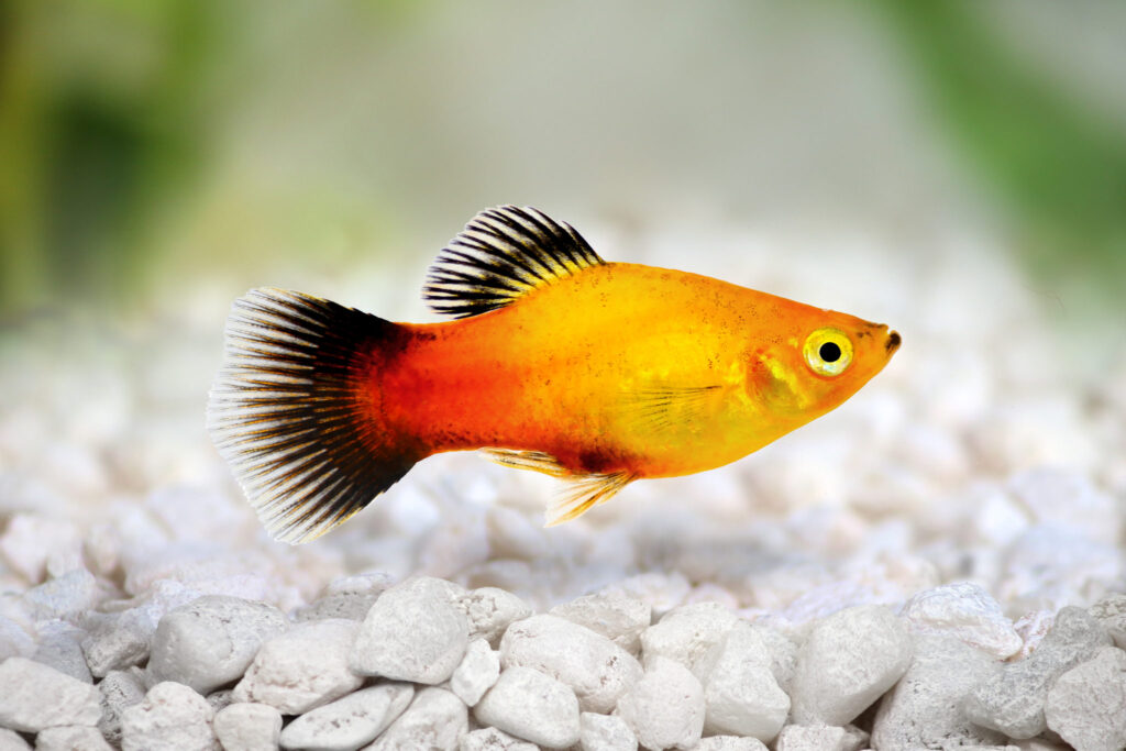 peixe platy