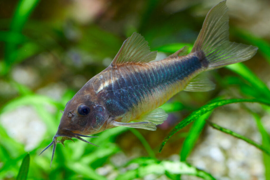 Peixe Corydora paleatus