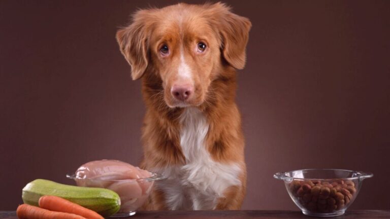 comida crua, ração e cachorro castanho e branco