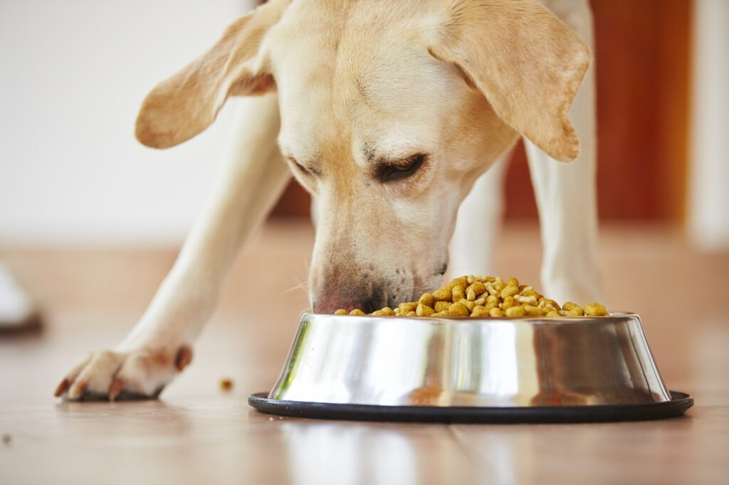 labrador a comer ração