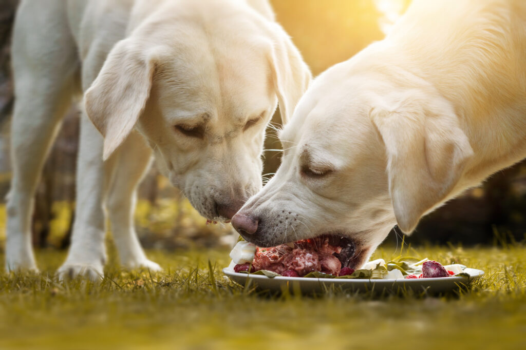 dois cachorros a comer comida crua de um prato