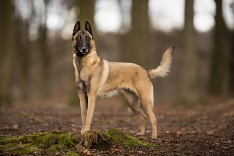 pastor belga malinois na floresta